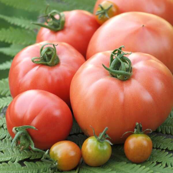 Pomidory najlepsze... bo własne :)