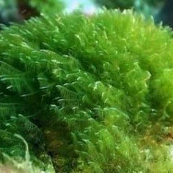 Chlorella- alga dawcą zielonego barwnika?