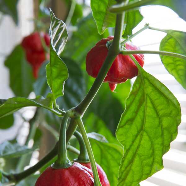 Trinidad Scorpion Butch T