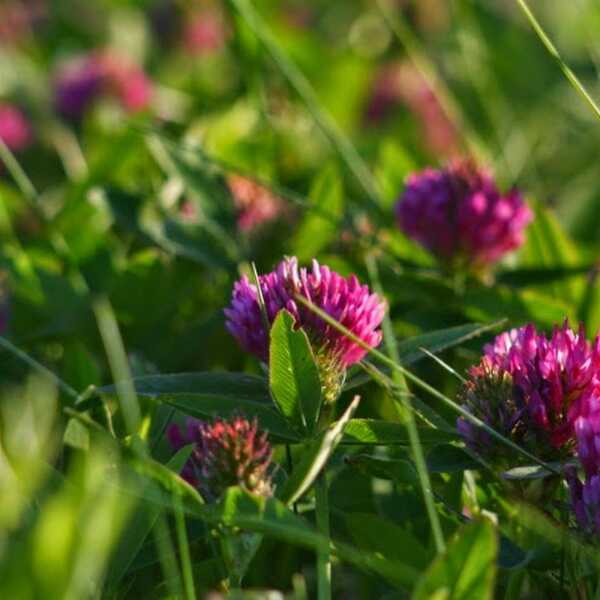  Koniczyna łąkowa (czerwona) Trifolium pratense L.