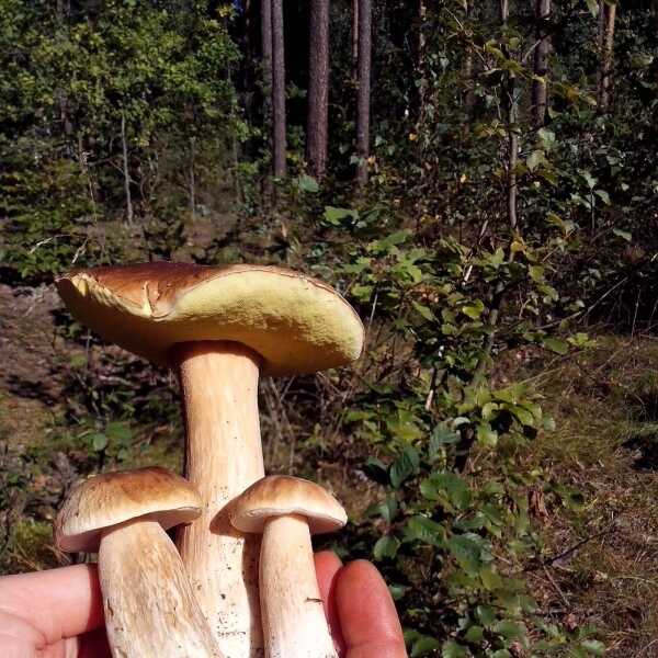 Las jest pełen grzybów