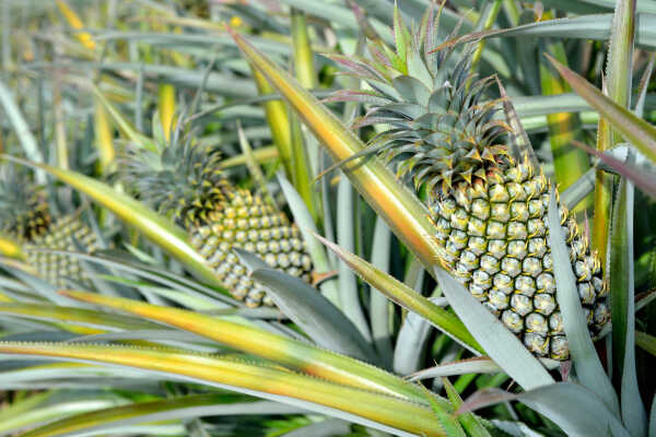 Sekrety ananasa
