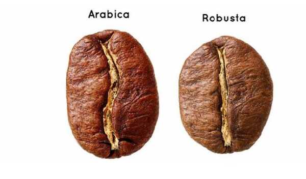 Arabica i Robusta, czyli o dwóch gatunkach kawy w kapsułkach do Nespresso