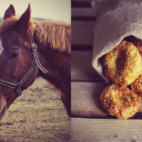 Jaki jest koń, każdy widzi i prawdopodobnie najlepsze ciasteczka dla koni