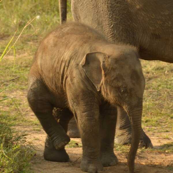 Słoniowe safari