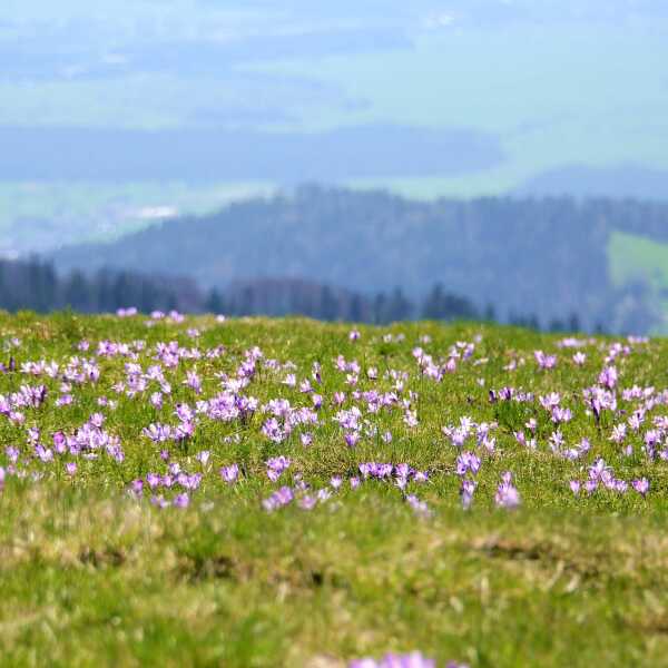 Turbacz i krokusy 17.04.2016 r.