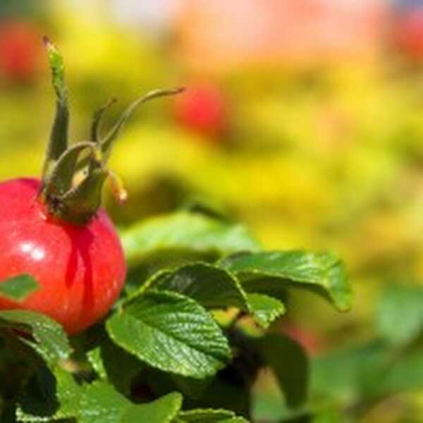 Owoce Dzikiej Róży to doskonałe źródło naturalnej witaminy C i jak się okazuje najbardziej deficytowej w organizmie człowieka, sprawdź dlaczego?