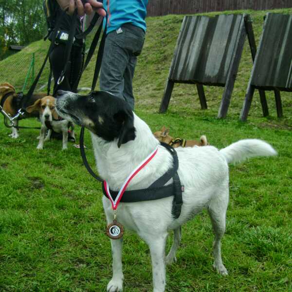 Pies na medal, czyli Dog Trekking