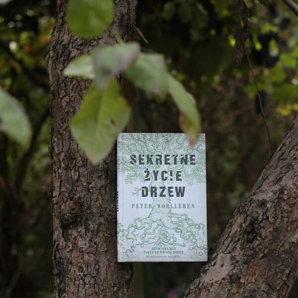 Kilka słów o książce 'Sekretne życie drzew' i konkurs