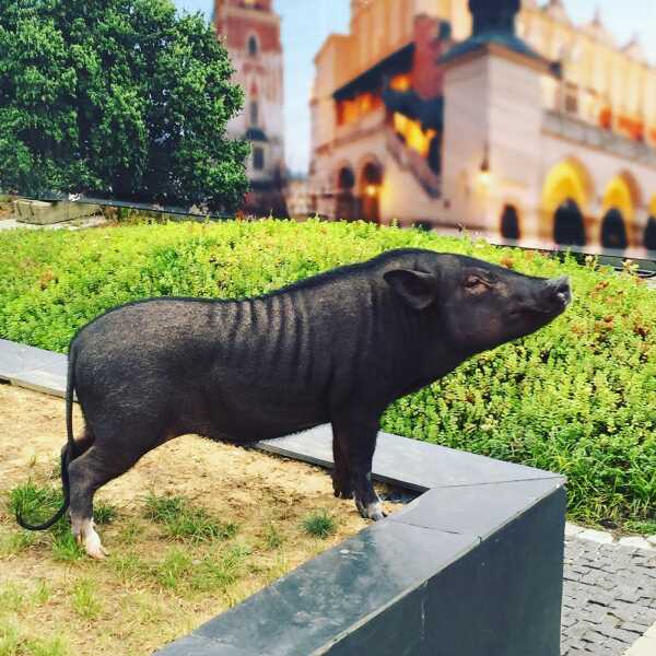 Bardzo niewygodna prawda, czyli w jaki sposób zawartość naszego talerza zatruwa środowisko