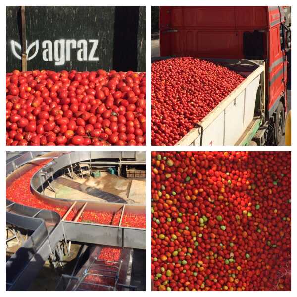 Pola pomidorów w Hiszpanii