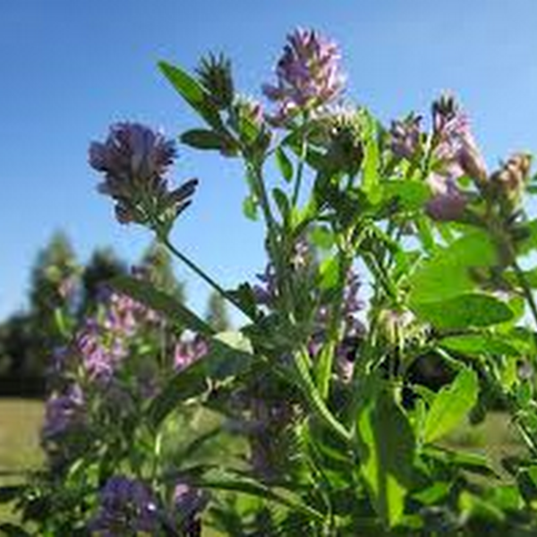 Lucerna (Alfalfa) - trawienie, odchudzanie, oczyszczanie.