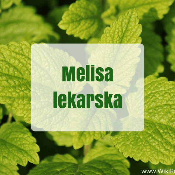 Melisa lekarska, czy na pewno wiesz na jej temat już wszystko?