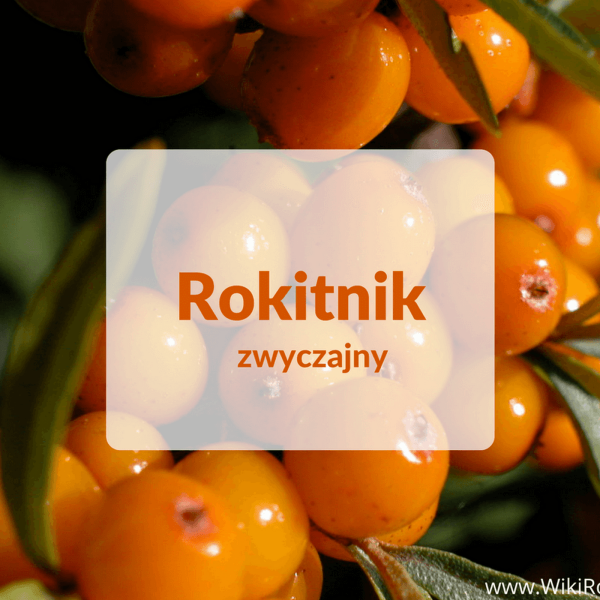 Rokitnik zwyczajny - nie taki zwyczajny jak się wydaje !