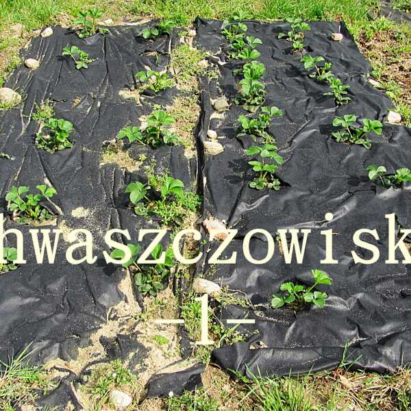 Domowa Plantacja Truskawek Dzień 3