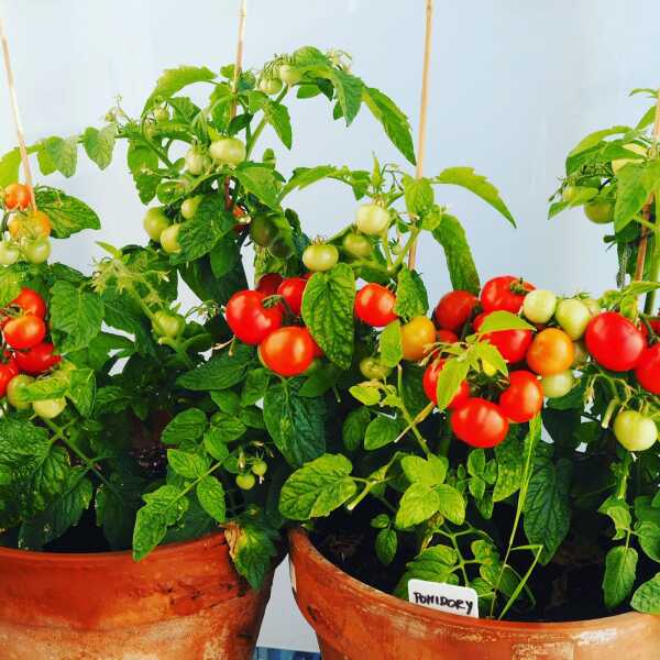 8 wskazówek jak uprawiać pomidory na balkonie