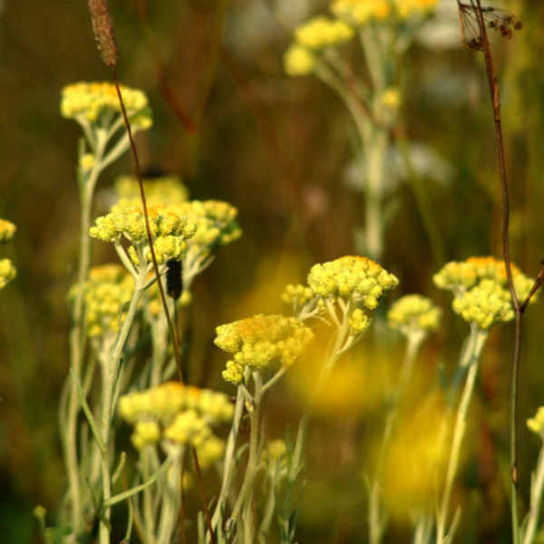 Macerat kocankowy naturalne bogactwo flawonoidów