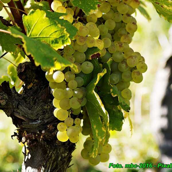Aromatyczna konfitura z białych winogron z figami. 