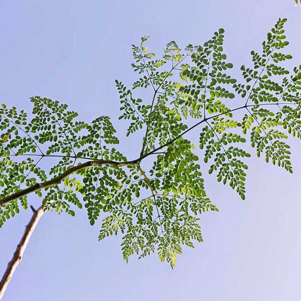 Moringa olejodajna (Moringa oleifera) - Malunggay - cudowna roślina Wschodu - z cyklu medycyna naturalna, zielarstwo i ziołolecznictwo oraz zdrowe odżywianie na Filipinach