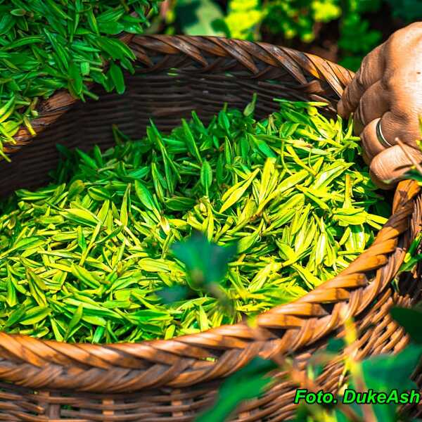 Zielona herbata przeciw starzeniu ( picie tej herbaty opóźnia proces starzenia się ).