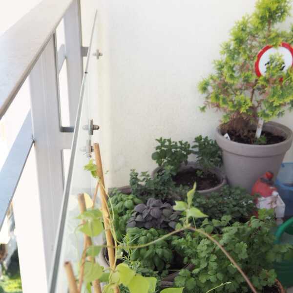 Balkonowy ogródek – ostatni dzwonek by się z niego cieszyć!