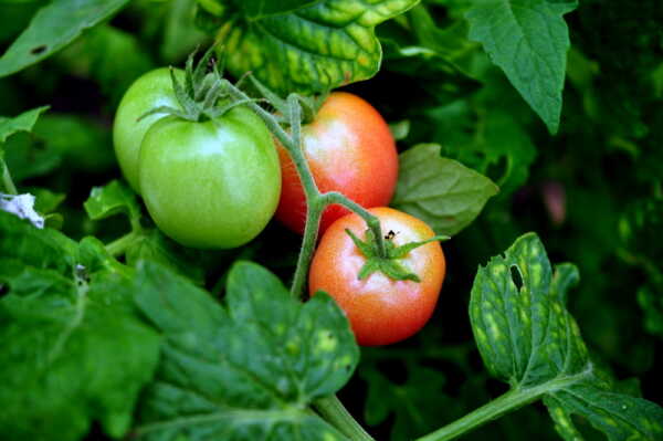 Chodnik pomidorowy z malinami