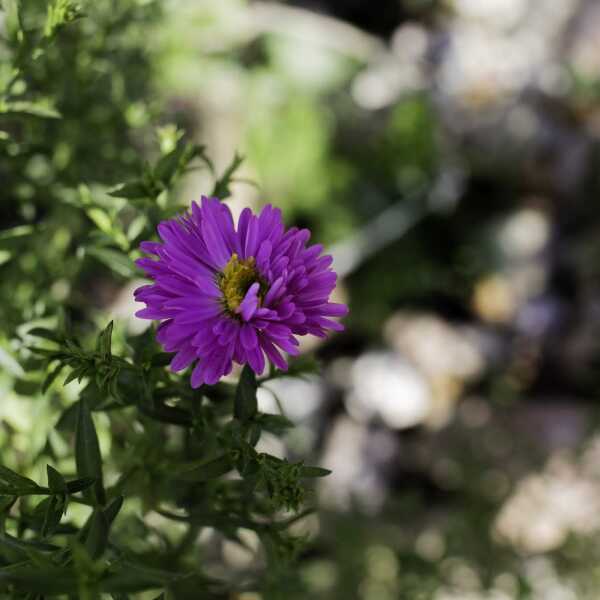 Aster 'Marcinek' i sasanka.