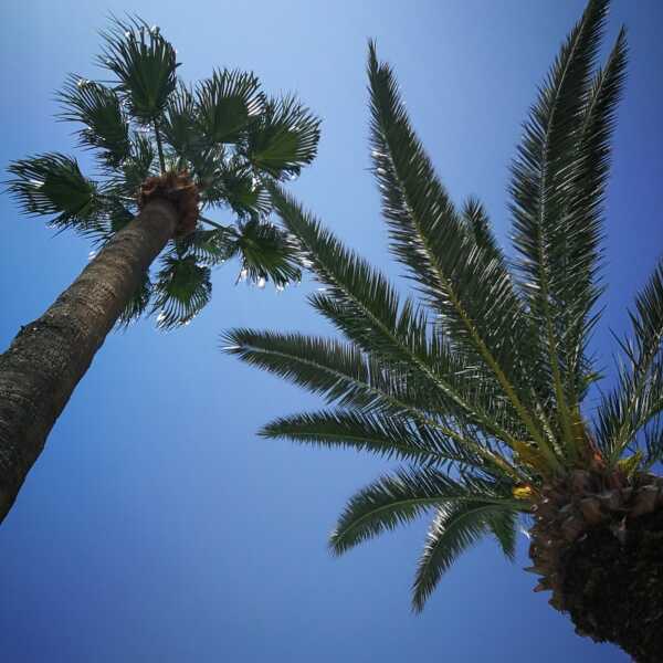 Pod tunezyjskimi palmami 