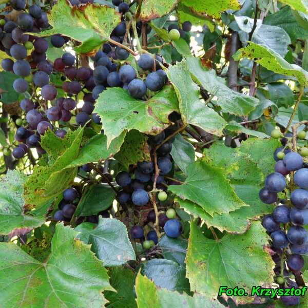 Nalewka z ciemnych winogron ( bardzo zdrowa ).