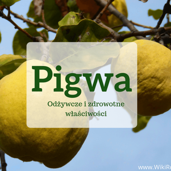 Pigwa - jej odżywcze i zdrowotne właściwości