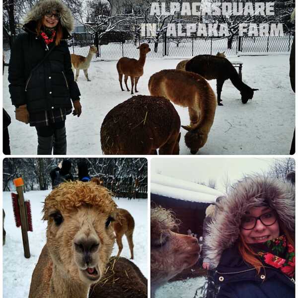 Z wizytą u alpak - Alpaka Farm!