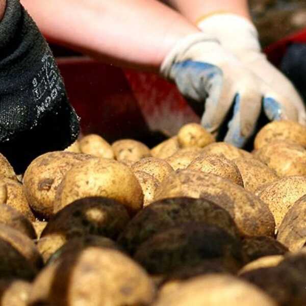 Jak kupować i przechowywać ziemniaki?