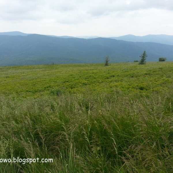 Wegańskie Bieszczady- stan na lipiec 2015.