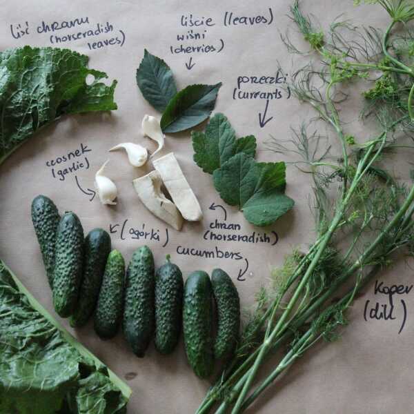 OGÓRKI MAŁOSOLNE / FRESHLY SALTED CUCUMBERS